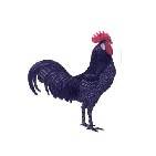 rooster